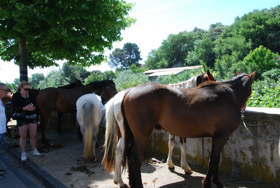 foire_chevaux_2025_41.jpg