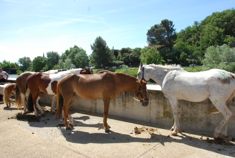 foire_chevaux_2025_44.jpg