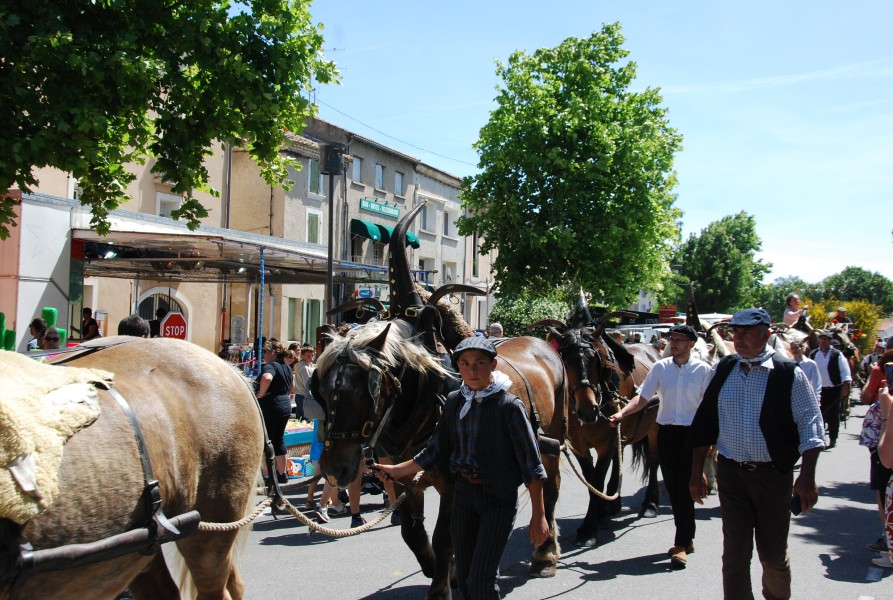 foire_chevaux_2025_48.jpg