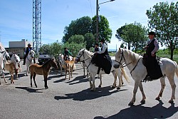 foire_chevaux_2025_02.jpg