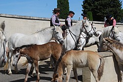 foire_chevaux_2025_04.jpg