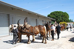 foire_chevaux_2025_07.jpg