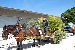 foire_chevaux_2025_10.jpg
