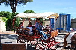 foire_chevaux_2025_13.jpg