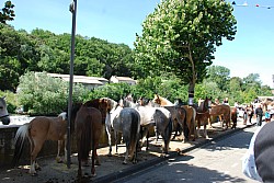 foire_chevaux_2025_24.jpg