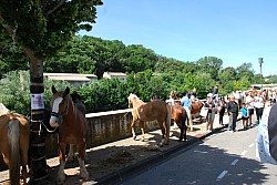 foire_chevaux_2025_25.jpg