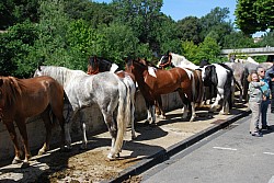 foire_chevaux_2025_28.jpg