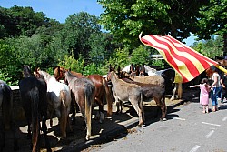 foire_chevaux_2025_29.jpg