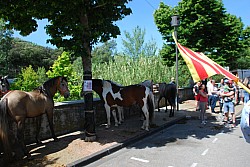 foire_chevaux_2025_30.jpg