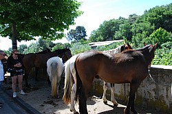 foire_chevaux_2025_41.jpg