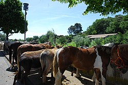 foire_chevaux_2025_42.jpg