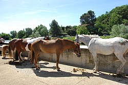 foire_chevaux_2025_44.jpg