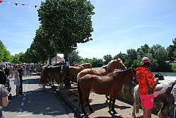 foire_chevaux_2025_45.jpg