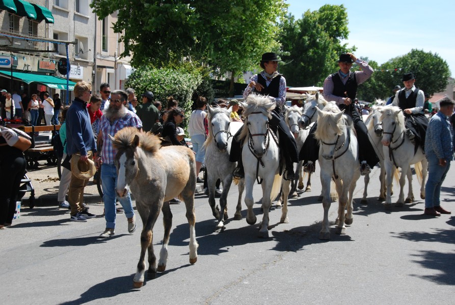 foire_chevaux_2025_72.jpg