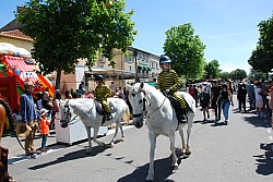 foire_chevaux_2025_66.jpg