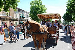 foire_chevaux_2025_80.jpg