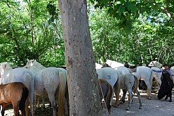 foire_chevaux_2025_88.jpg