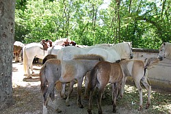 foire_chevaux_2025_89.jpg