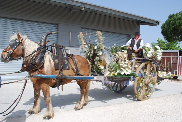 foire chevaux bedarrides 2015__02.jpg