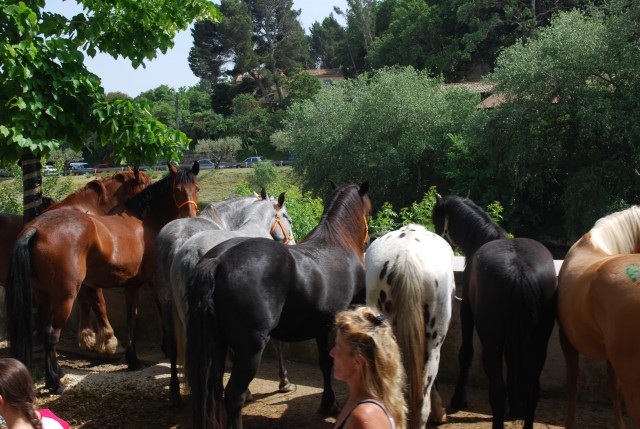 foire chevaux bedarrides 2015__102.jpg