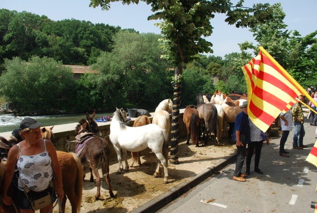 foire chevaux bedarrides 2015__22.jpg