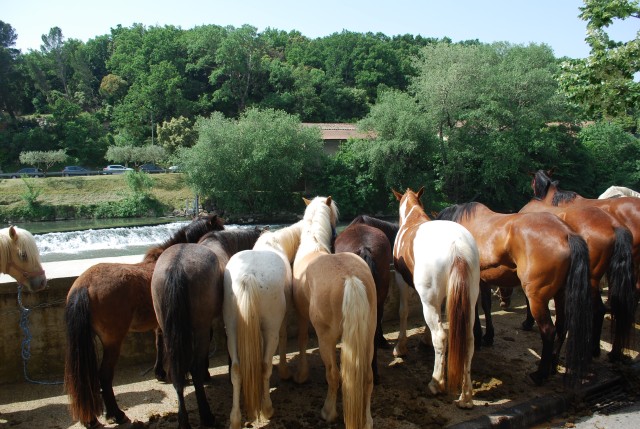 foire chevaux bedarrides 2015__25.jpg