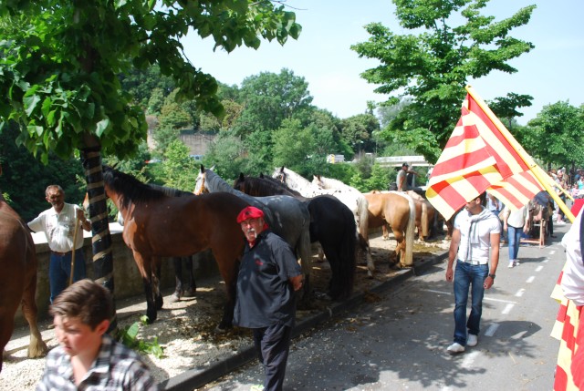 foire chevaux bedarrides 2015__27.jpg