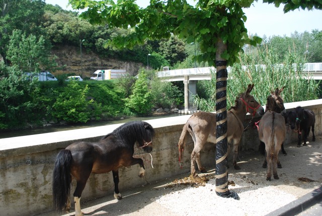 foire chevaux bedarrides 2015__29.jpg