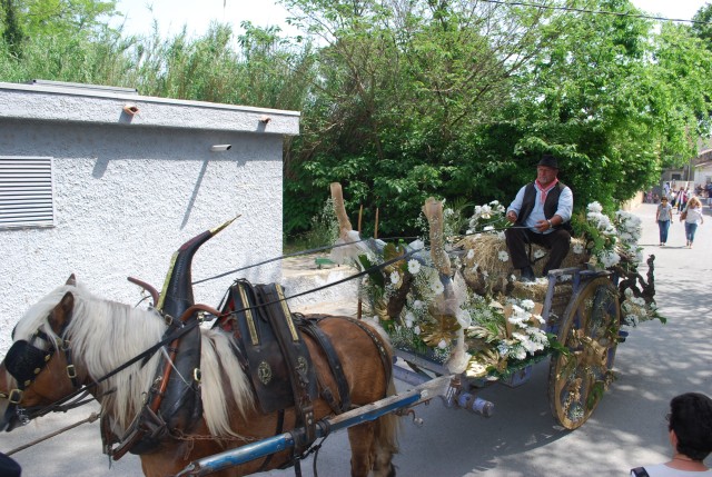 foire chevaux bedarrides 2015__68.jpg