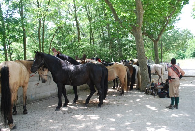 foire chevaux bedarrides 2015__87.jpg