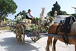 foire chevaux bedarrides 2015_.jpg