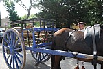 foire chevaux bedarrides 2015__03.jpg