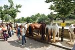 foire chevaux bedarrides 2015__100.jpg