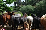 foire chevaux bedarrides 2015__102.jpg