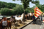 foire chevaux bedarrides 2015__22.jpg