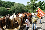 foire chevaux bedarrides 2015__23.jpg