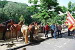 foire chevaux bedarrides 2015__26.jpg