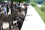 foire chevaux bedarrides 2015__35.jpg