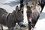 foire chevaux bedarrides 2015__36.jpg