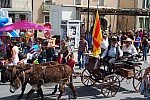 foire chevaux bedarrides 2015__57.jpg