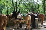 foire chevaux bedarrides 2015__95.jpg