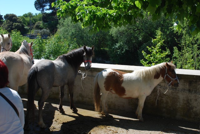 Foire chevaux bedarrides 2016_18.jpg