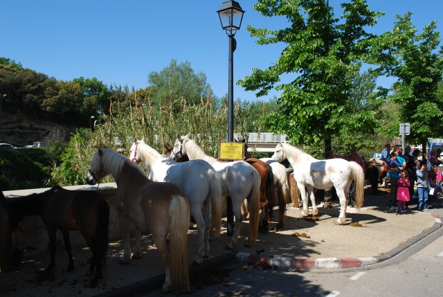 Foire chevaux bedarrides 2016_20.jpg