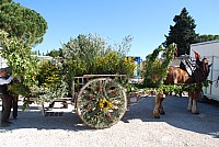 Foire chevaux bedarrides 2016_02.jpg