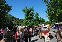 Foire chevaux bedarrides 2016_14.jpg