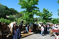 Foire chevaux bedarrides 2016_15.jpg