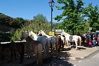 Foire chevaux bedarrides 2016_20.jpg