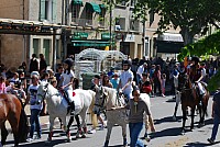 Foire chevaux bedarrides 2016_35.jpg