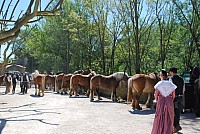 Foire chevaux bedarrides 2016_56.jpg