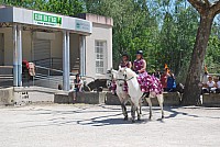 Foire chevaux bedarrides 2016_58.jpg